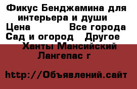 Фикус Бенджамина для интерьера и души › Цена ­ 2 900 - Все города Сад и огород » Другое   . Ханты-Мансийский,Лангепас г.